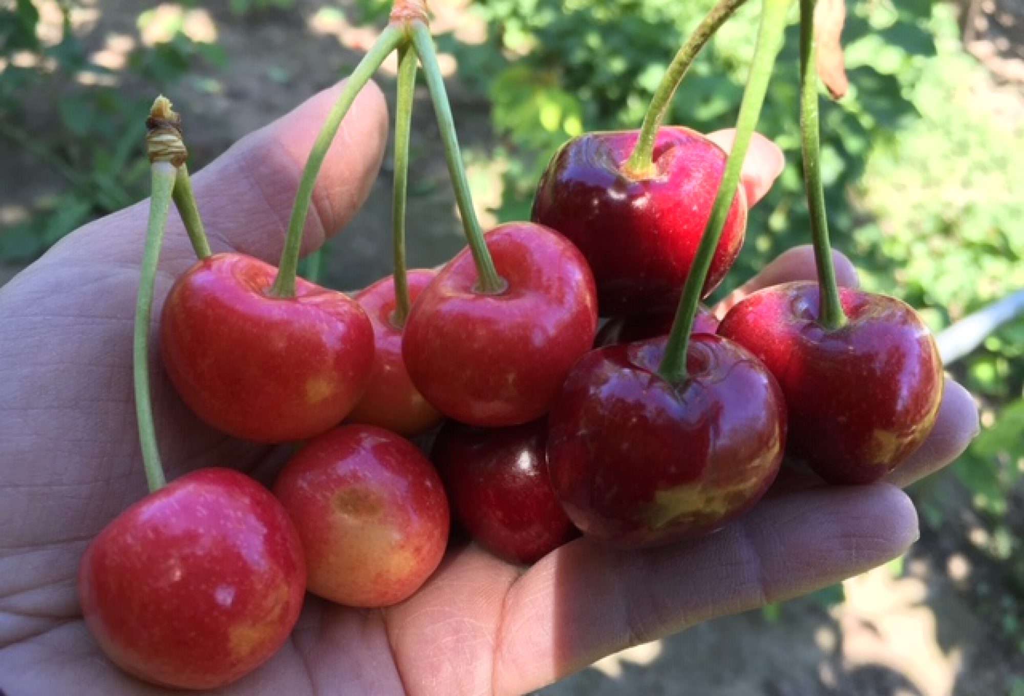 Rosedale Fruit Farm